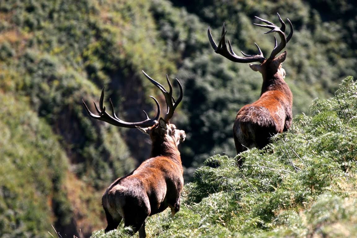 2 Red Stags