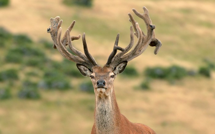 new zealand red stag
