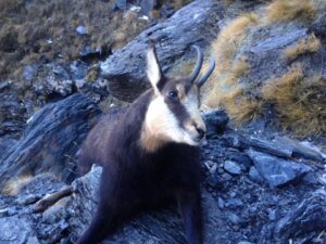 Chamois Hunting