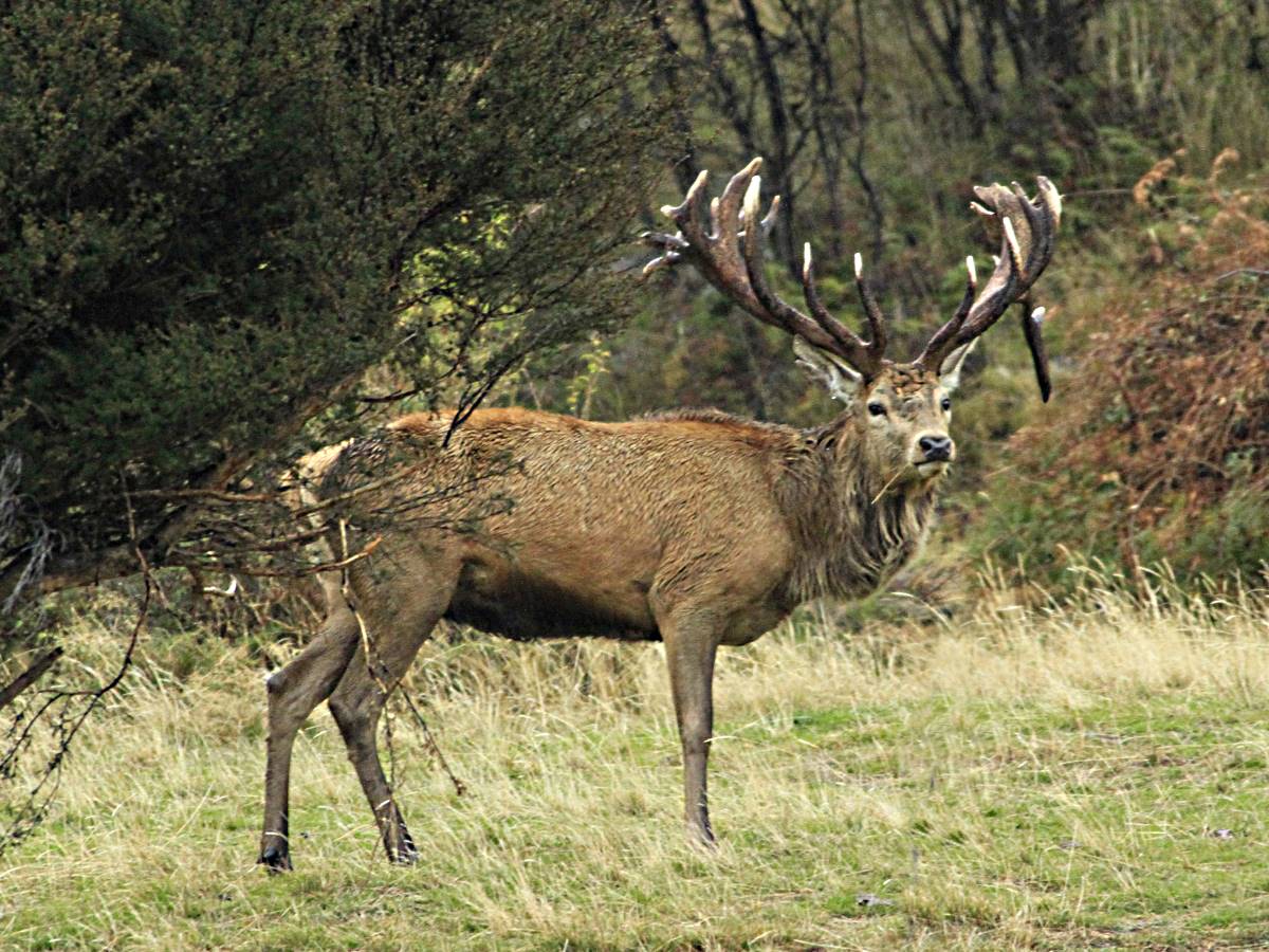 Red Stag Hunting in New Zealan