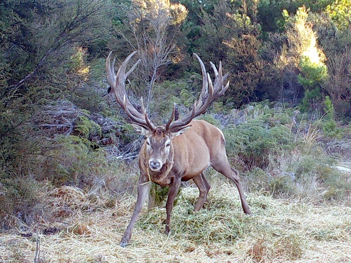 Red Stag Web Cam